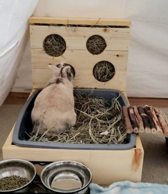 Hay Feeders and Litter Boxes for Rabbits Hippity Hop Pet Shop